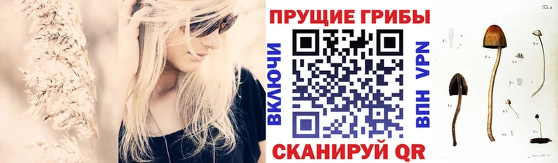 Купить  Мариинский Посад  Псилоцибиновые грибы Psilocybe 